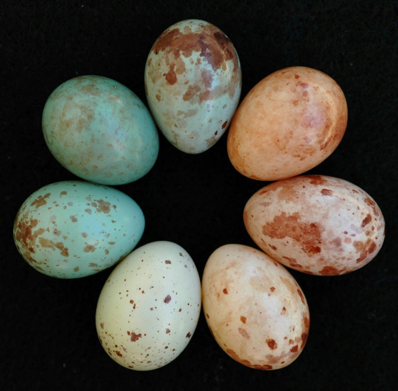 طورت الأمراء ذات الأجنحة السمراء بيضًا أكثر تفصيلاً لتصفية المنتجات المقلدة ، بما في ذلك اللون الأخضر الذي لا تستطيع عصافير الوقواق تقليده (أ ف ب)