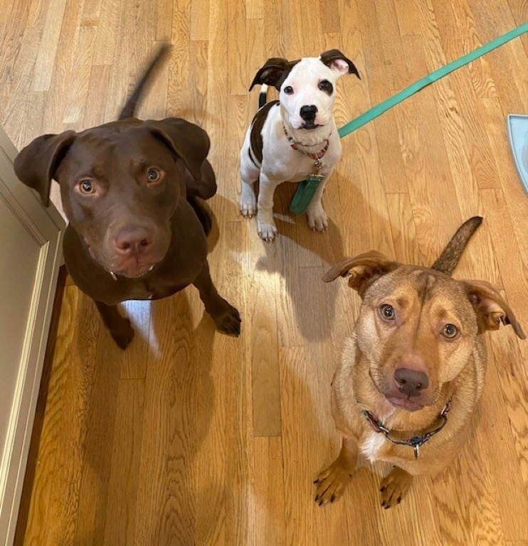 تُظهر هذه الصورة المقدمة من Mila Bartos في 15 أبريل 2022 كلابه (من اليسار إلى اليمين) مايسي ومابيل وناتي ، وكلها خضعت لاختبارات الحمض النووي (أ ف ب)