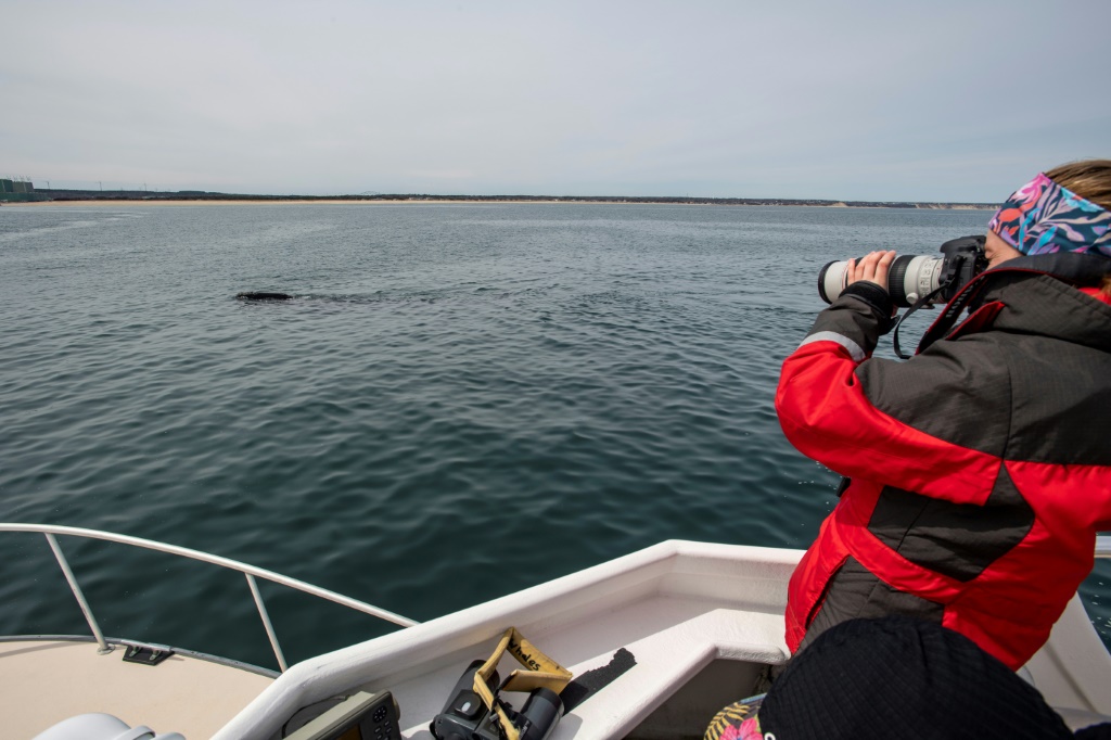 سارة بوكيلوالدت ، 23 عامًا ، تصوّر حوتًا صائبًا أثناء رحلة استكشافية مع مركز الدراسات الساحلية (NOAA تصريح 25740-01) في خليج كيب كود (أ ف ب)