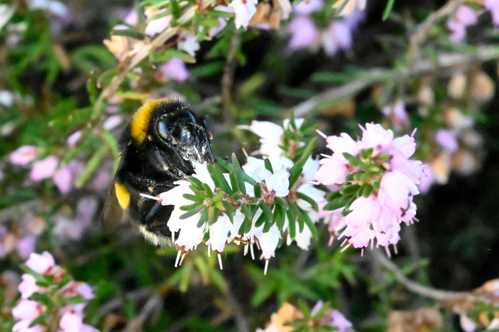 يعتبر النحل من الملقحات الأساسية (أ ف ب)