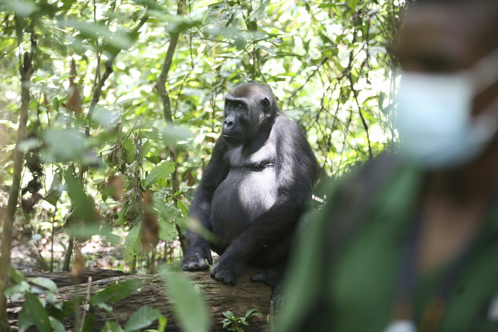 المناطق المحمية مثل Loango آمنة نظريًا للحيوانات ، ولكنها موطن لـ 20 بالمائة فقط من القردة العليا في الجابون (أ ف ب)