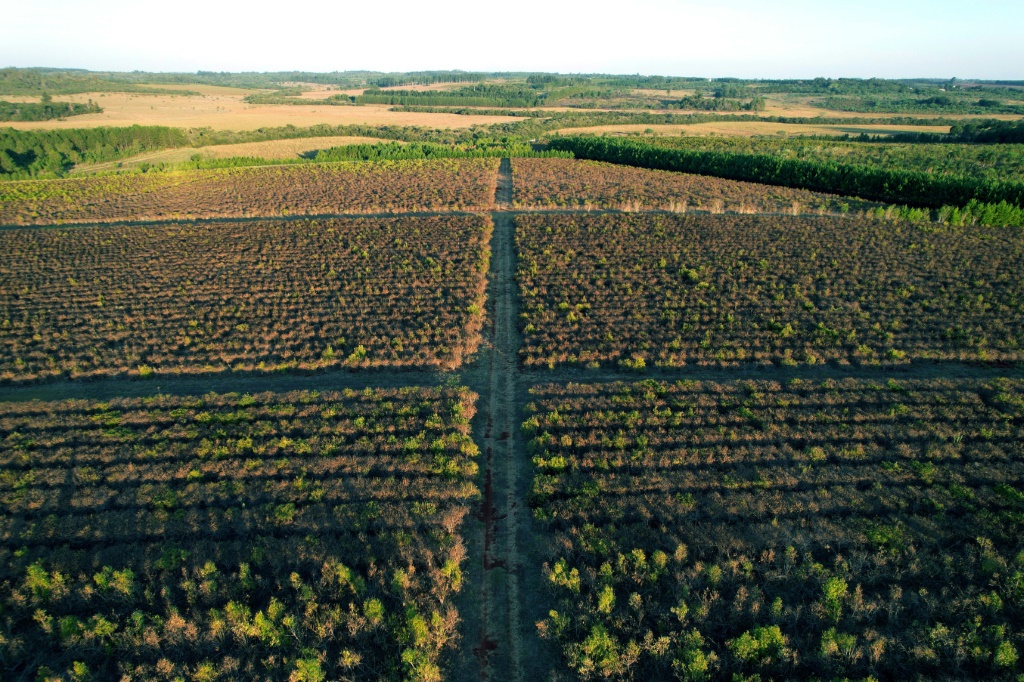 ضرب الجفاف مزرعة يربا ماتي في شمال شرق الأرجنتين (ا ف ب)