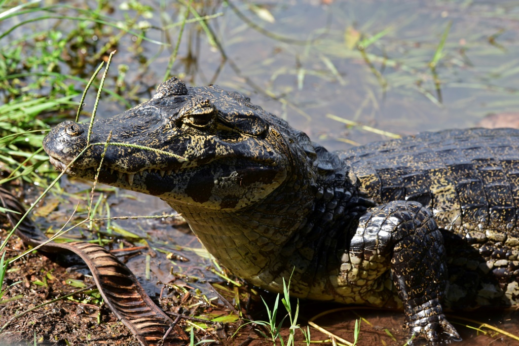 تمساح من فصيلة "كيامن" في الباراغواي في 27 كانون الثاني/يناير 2021 (أ ف ب)   