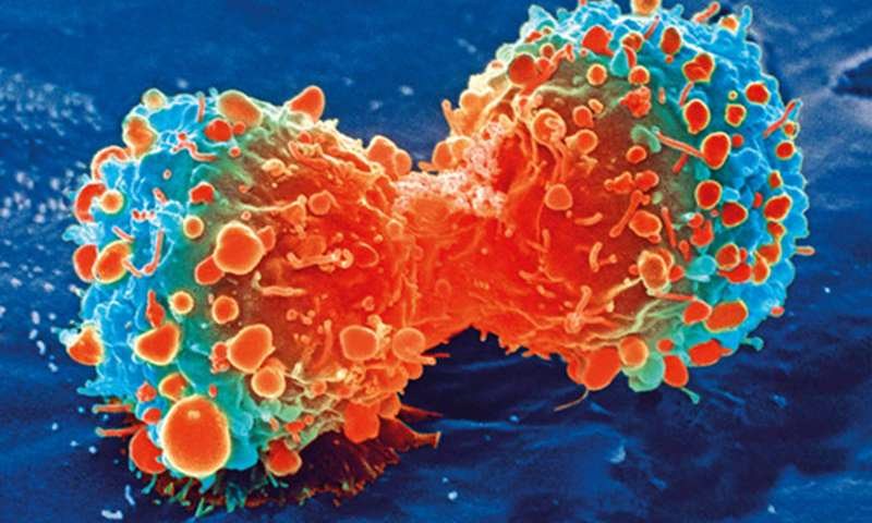 خلية سرطانية (فليكر)