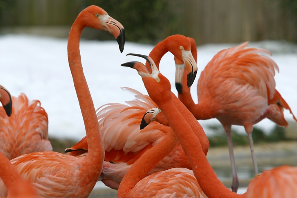 عدد من طيور النحام في حديقة الحيوانات في واشنطن في 8 كانون الأول/ديسمبر 2002 (اف ب)