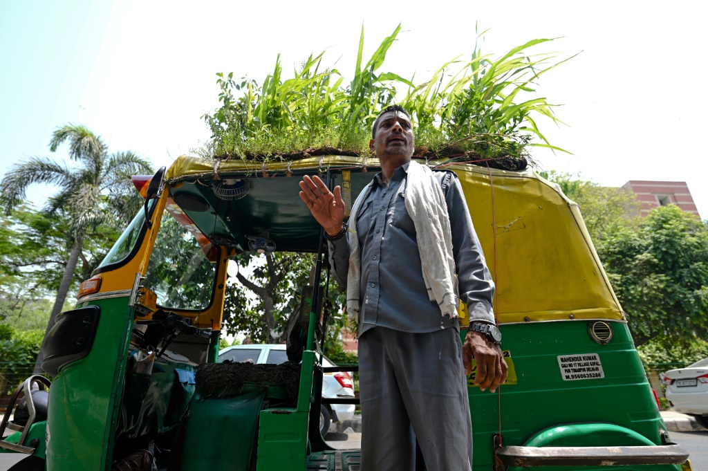 سائق التوك توك ماهيندرا كومار يقود مركبته مع "حديقة" على سقفها في نيودلهي في الثاني من أيار/مايو 2022 (ا ف ب)