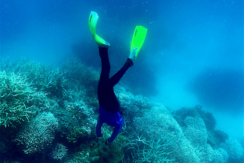  غواص يعاين الحاجز المرجاني العظيم في أستراليا في 7 آذار/مارس 2022 (ا ف ب)