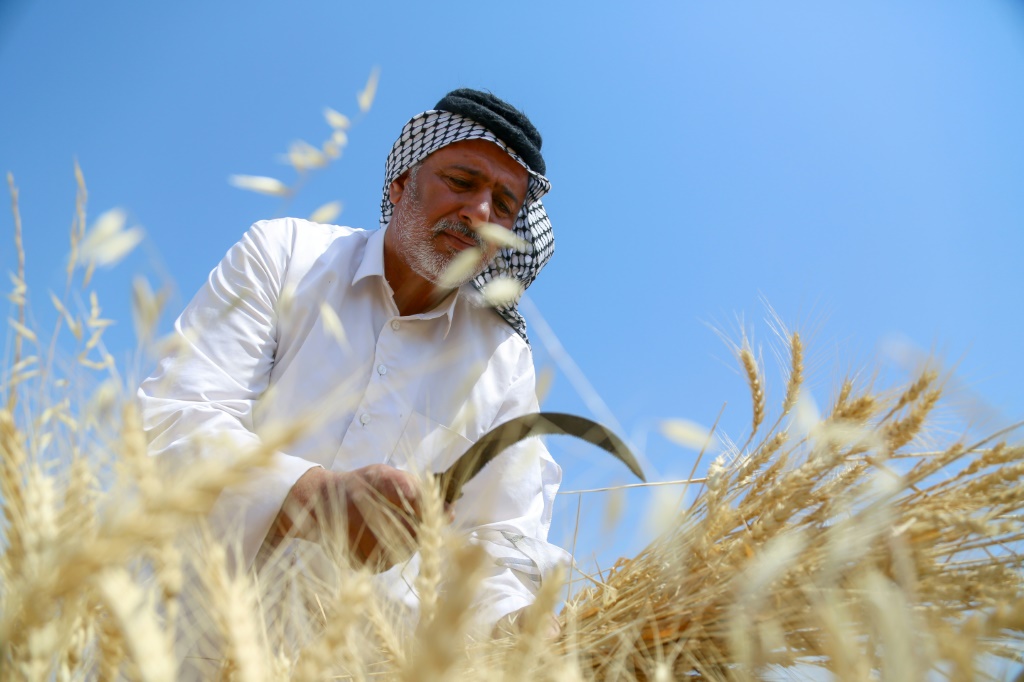 المزارع العراقي كامل حامد يحصد القمح في مزرعته في قرية جليحة بمحافظة الديوانية، في 26 نيسان/أبريل 2022 (أ ف ب)
