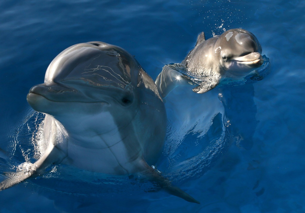    اثنان من الدلافين في كاليفورنيا في الولايات المتحدة عام 2014 (أ ف ب)