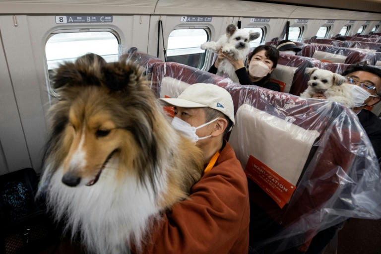 ركاب مع كلابهم في رحلة داخل عربة قطار خًصصت لهذه الحيوانات في اليابان في 21 أيار/مايو 2022 (ا ف ب)