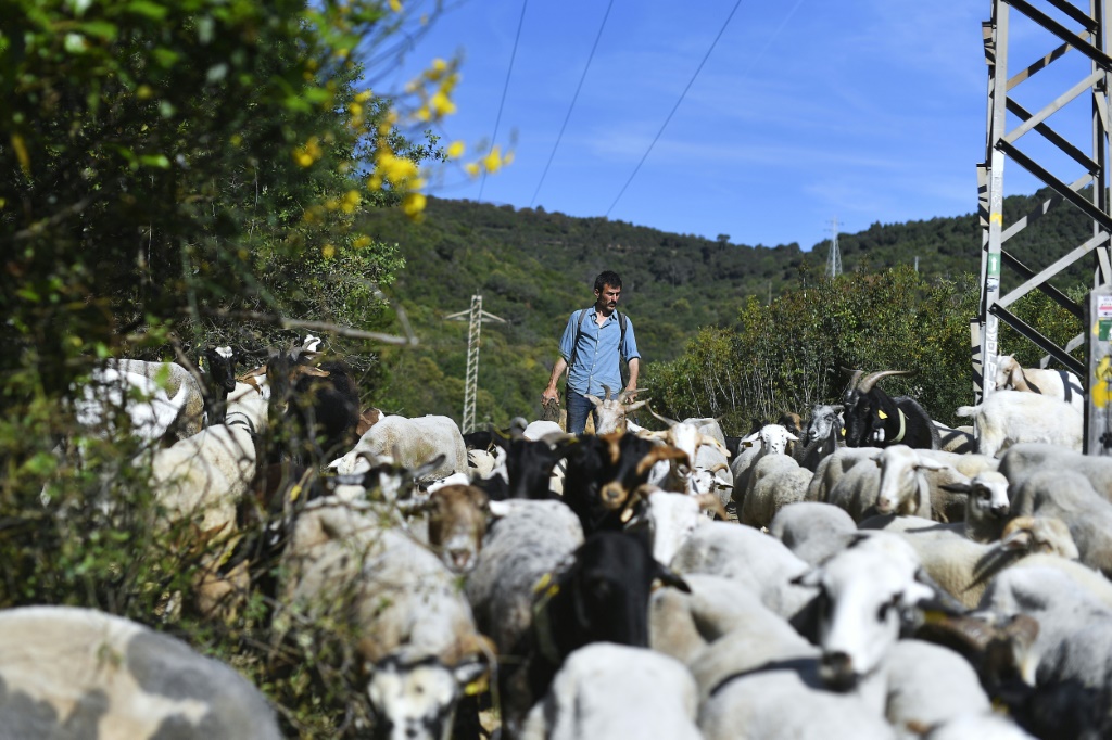 الراعي دانيال سانشيز مع قطيعه في محمية كولسيرولا الطبيعية قرب برشلونة في 12 أيار/مايو 2022 (ا ف ب)