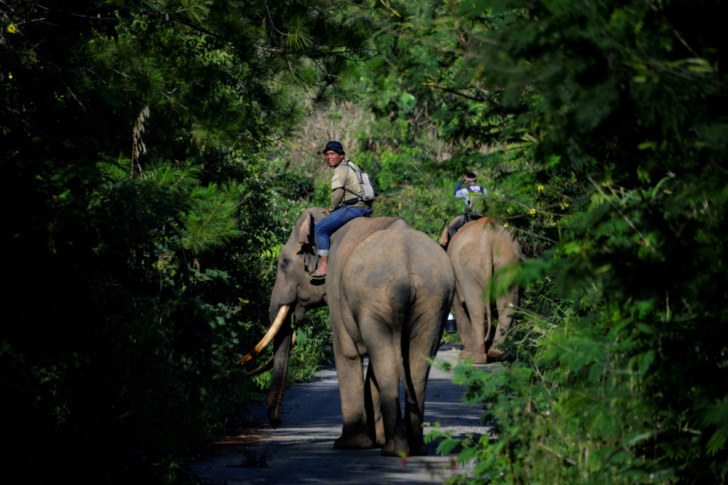    وفقًا للصندوق العالمي للحياة البرية ، فإن أفيال سومطرة على وشك الانقراض مع بقاء حوالي 2400 إلى 2800 فقط في العالم (أ ف ب)