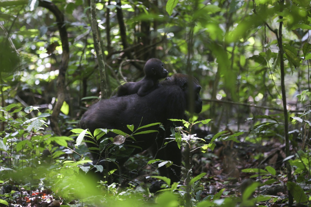غوريلا صغير يجلس فوق ظهر أحد والديه في محمية لوانغو الوطنية في الغابون في 16 أذار/مارس 2022 (ا ف ب)