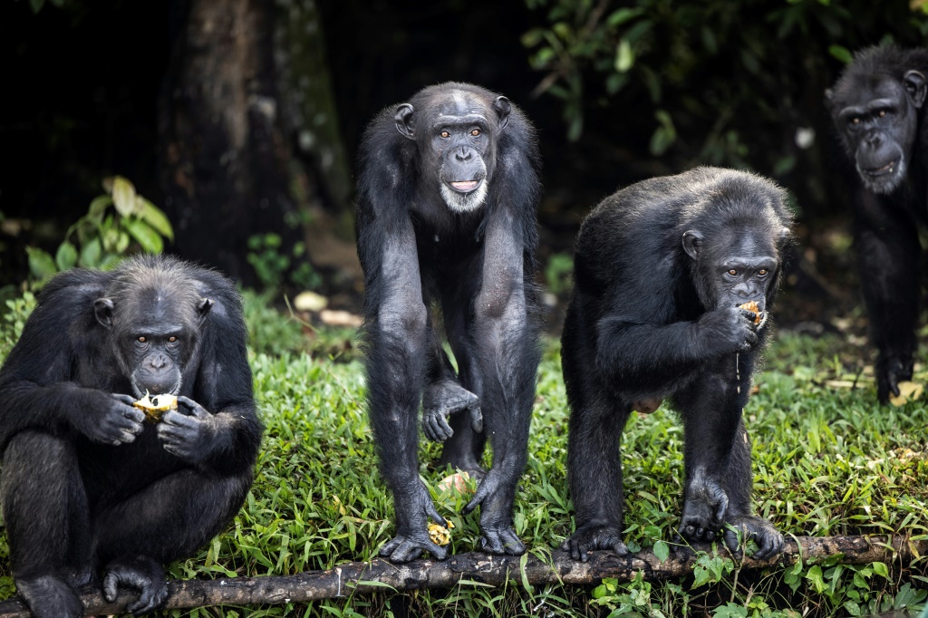    قردة شامبانزي في منطقة مارشال في ليبيربا في تشرين الثاني/نوفمبر 2021 (ا ف ب)