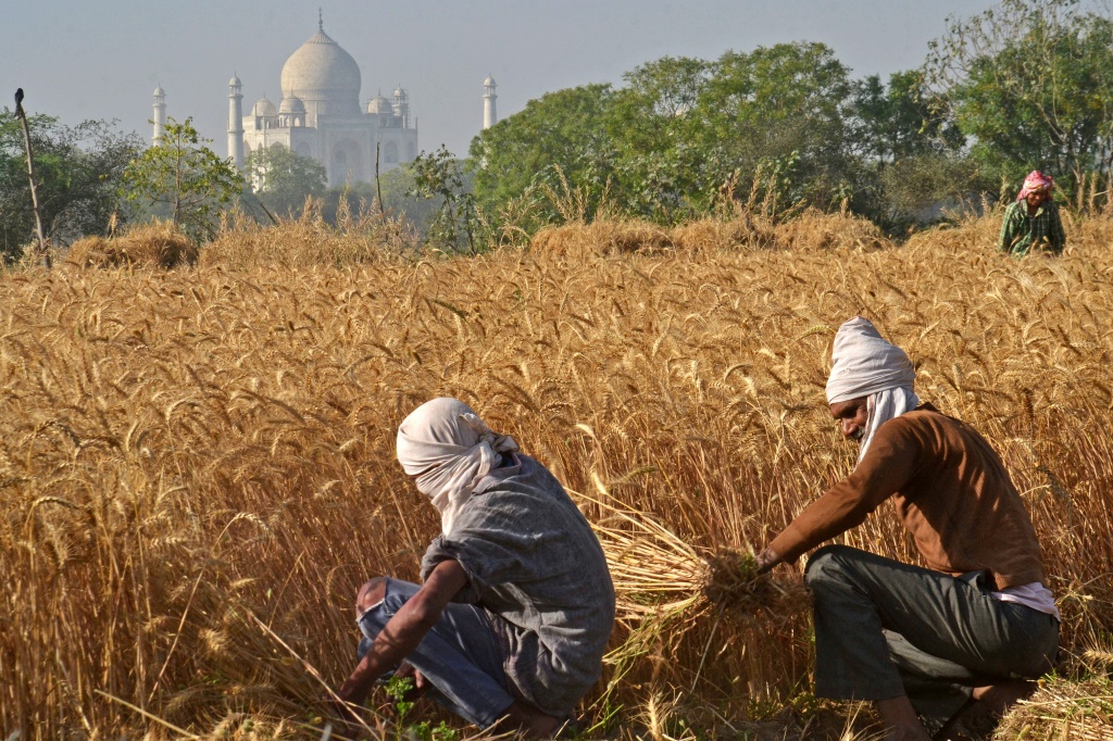 ضربت موجة الحر المدمرة التي سببها المناخ في الهند هذا العام المحاصيل (ا ف ب)