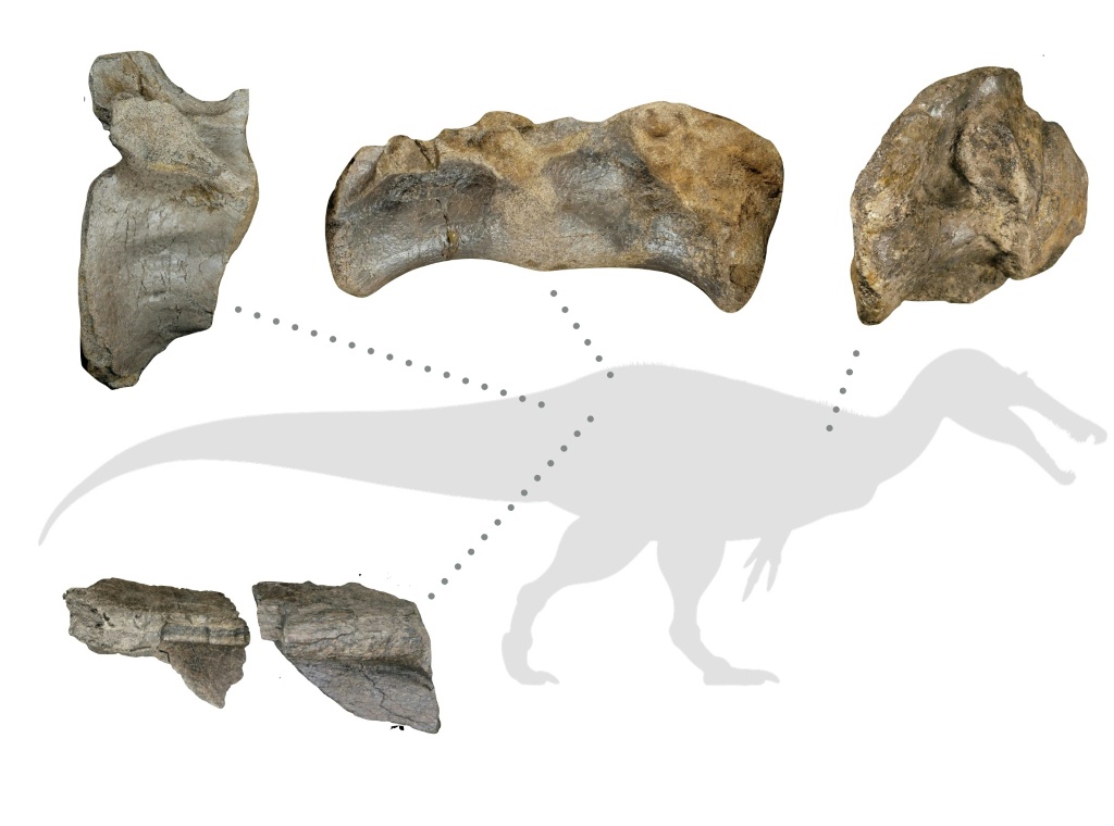 أفضل العظام المحفوظة من سبينوصوريد وايت روك ، بما في ذلك فقرة الذيل التي ساعدت في تحديد حجمها الضخم (ا ف ب)