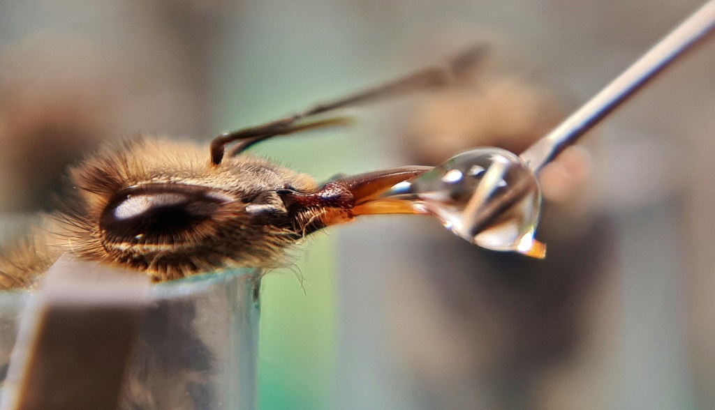 نحلة في إحدى خلايا النحل في بوغوتا في 25 شباط/فبراير 2022 (ا ف ب)