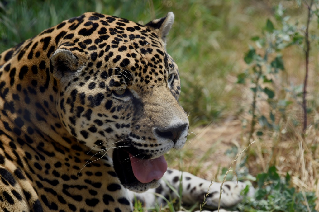 Killer the jaguar هي من بين 1100 حيوان تعيش في حديقة حيوانات Reino في المكسيك (ا ف ب)