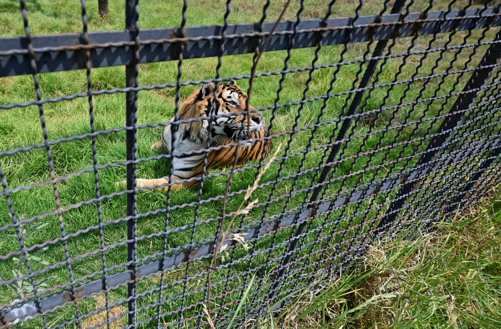     نمر فريدا البنغال هو واحد من ستة قطط كبيرة تم إنقاذها في حديقة Animal Kingdom خارج مدينة مكسيكو سيتي (أ ف ب)