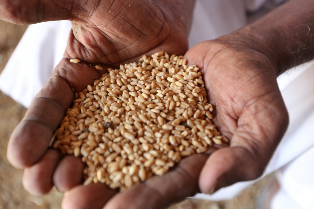  مزارع سوداني يحمل القمح في بلدة اللعوتة على بعد حوالى 70 كيلومترا جنوب غرب الخرطوم في 28 أيار/مايو 2022(ا ف ب)