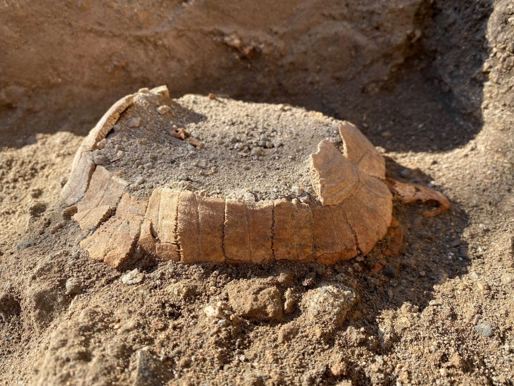 صورة غير مؤرخة لبقايا السلحفاة المُكتشفة نشرتها الجهات المسؤولة عن الموقع الأثري في بومبيي الإيطالية في 24 حزيران/يونيو 2022 (ا ف ب)