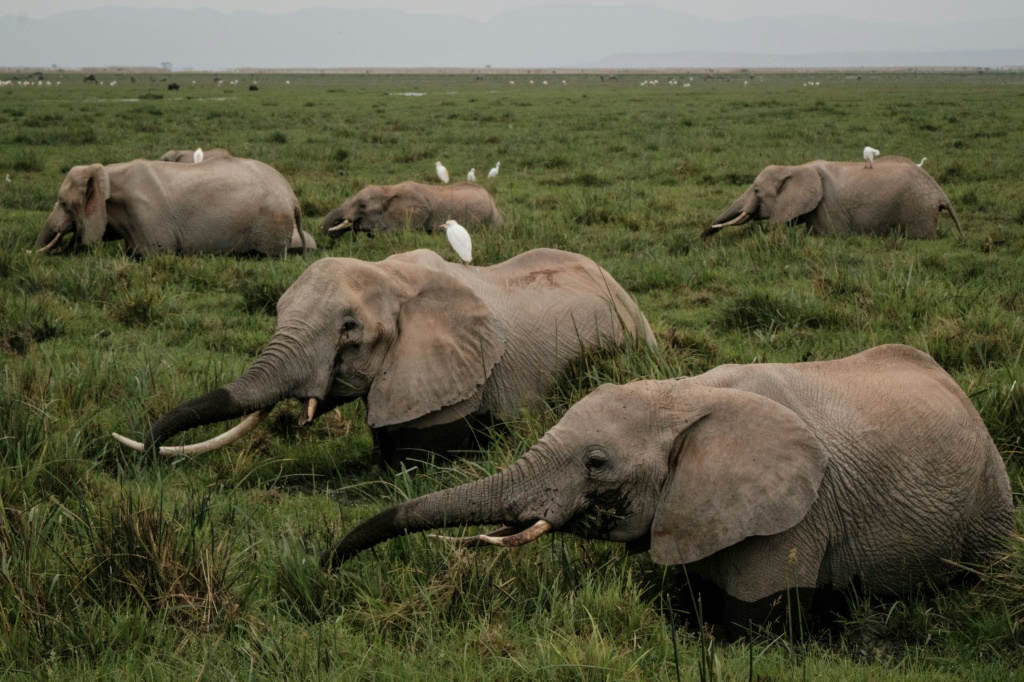 التضاريس على حافة حديقة أمبوسيلي الوطنية في جنوب كينيا تضم الأفيال والزرافات والظباء والأسود (ا ف ب)