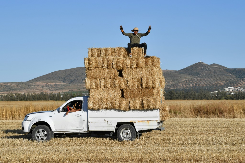 رجل يجلس فوق محاصيل القمح في احد حقول منطقة سيدي ثابت بشمال العاصمة التونسية في 13 حزيران/يونيو 2022 (ا ف ب)