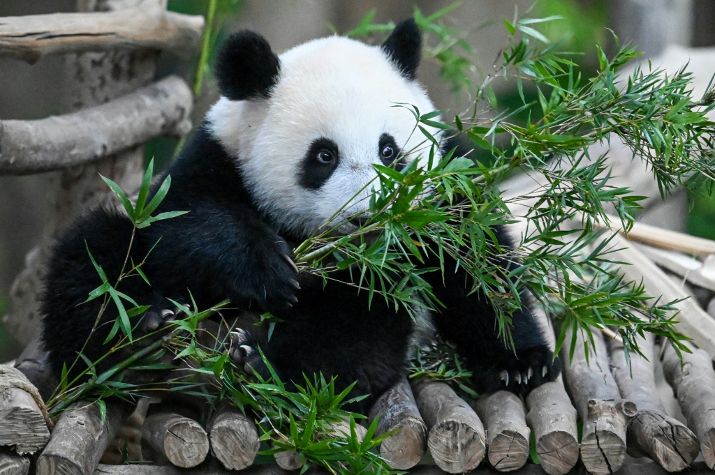 أنثى الباندا شينغ يي تتغذى من أوراق الخيزران في حديقة كوالالبمور الوطنية للحيوانات في 25 ايار/مايو 2022 (ا ف ب)