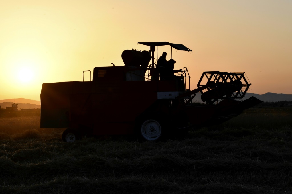 مزارع يقود آلة حاصدة في حقل قمح سبالة بن عمّار شمال العاصمة التونسية في 16 حزيران/يونيو 2022 (ا ف ب)