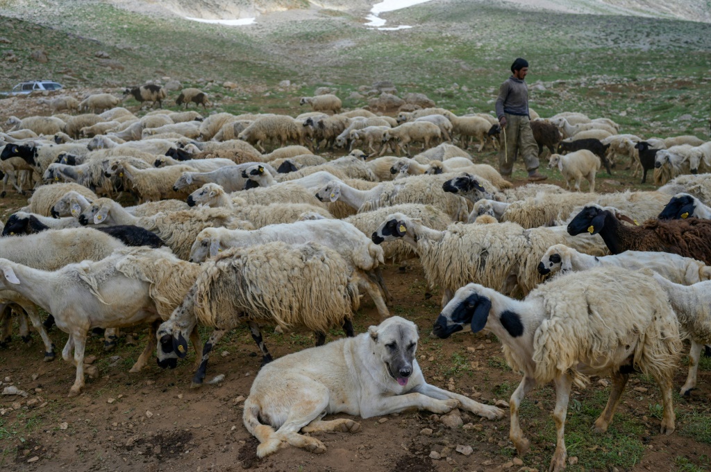 الراعي الأفغاني مصطفى يسير بجانب خرافه في جبال درسيم وسط منطقة الأناضول الشرقية في تركيا في 13 حزيران/يونيو 2022 (أ ف ب)   