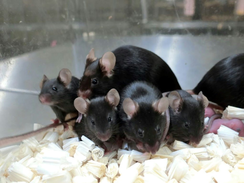 فئران استُخدمت في تجارب جامعية يابانية في صورة موزعة في 11 أيلول/سبتمبر 2020 ( ا ف ب)