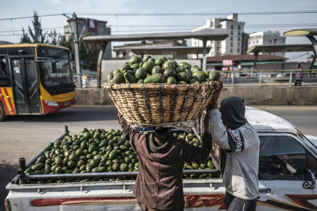 رجل يحمل سلة من الأفوكادو في أحد أسواق أديس أبابا عاصمة إثيوبيا في 23 حزيران/يونيو 2022 (ا ف ب)