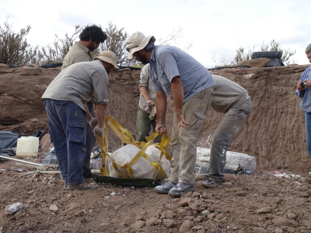 تُظهر هذه الصورة نقل سترة من الجبس ديناصور جديد Meraxes gigas ، في Las Campanas Canyon ، على بعد 25 كم جنوب غرب Villa El Chocon ، مقاطعة Neuquen ، الأرجنتين ، في 17 مارس 2014 (ا ف ب)