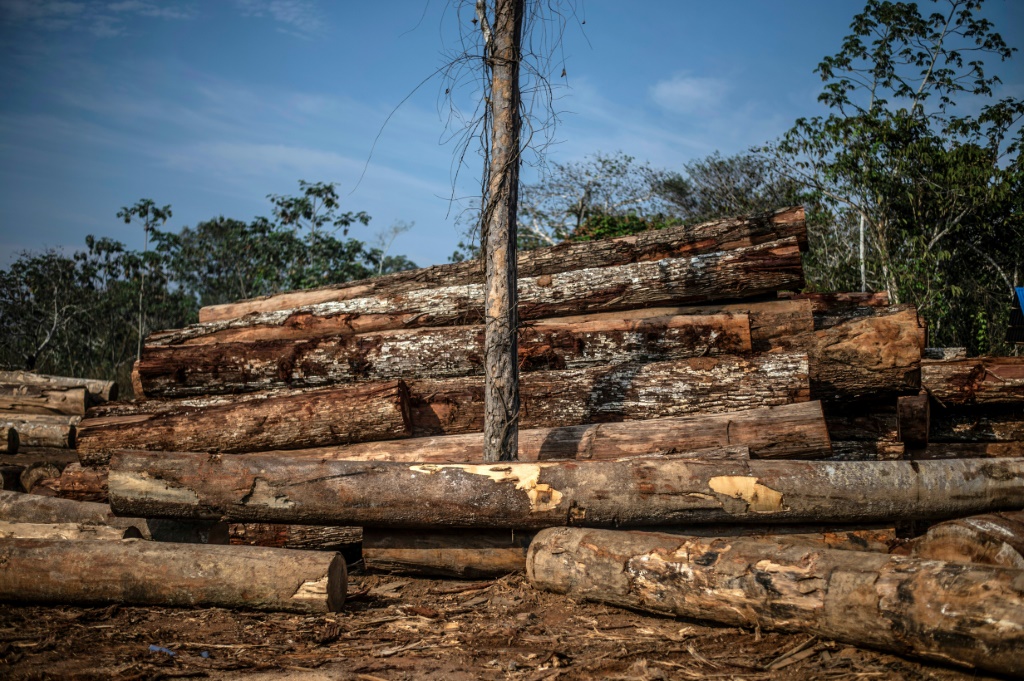 أشجار مقطوعة في الأمازون في جنوب شرق البيرو في الثالث من أيلول/سبتمبر 2019 (ا ف ب)