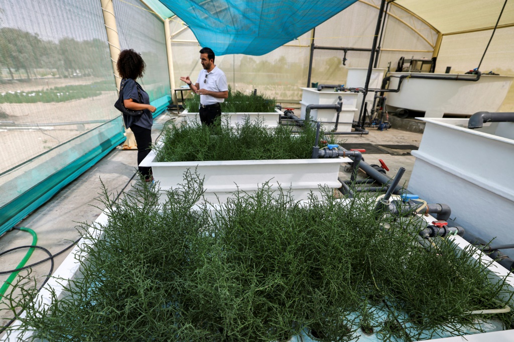نبتات ساليكورنيا في مزرعة على تخوم دبي في 15 نيسان/ابريل 2022 (أ ف ب)