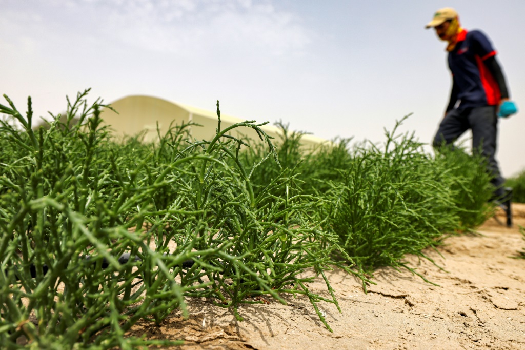    عامل في مزرعة لنبتة الساليكورنيا على تخوم إمارة دبي في 15 نيسان/ابريل 2022 (أ ف ب)