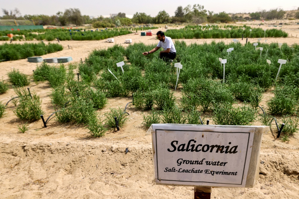    مزرعة لنبتة الساليكورنا في صحراء دبي في 15 نيسان/ابريل 2022 (ا ف ب)