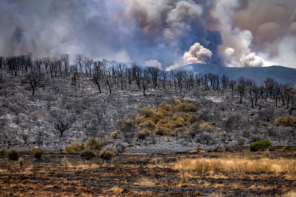 أشجار محترقة بعد حرائق كثيفة في منطقة العرائش شمال المغرب في 14 تموز/يوليو 2022 (ا ف ب)