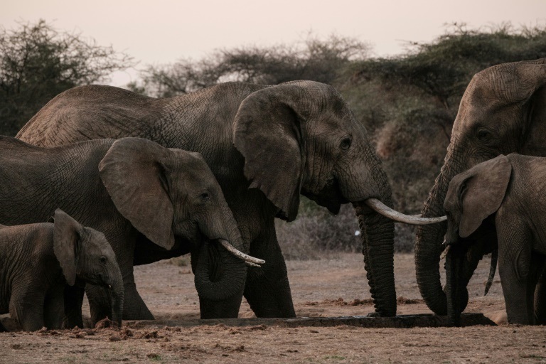 قطيع فيلة في متنزه أمبوسيلي الوطني في كينيا في حزيران/يونيو 2022 (ا ف ب)