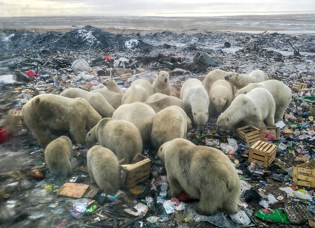    كان للدببة القطبية تاريخ في التجمع في مكب النفايات في بيلوشيا جوبا قبل أن يخرج الوضع عن السيطرة (ا ف ب)