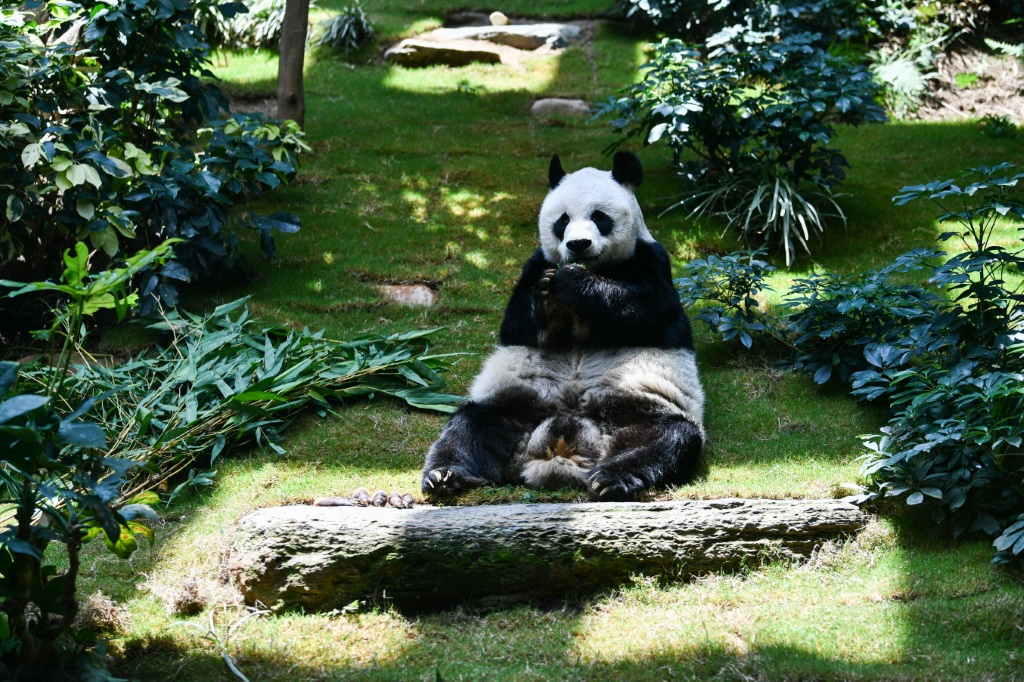 توفي آن، أطول الباندا العملاقة الذكر عمرا في العالم تحت رعاية الإنسان، عن عمر يناهز 35 عاما(ا ف ب)