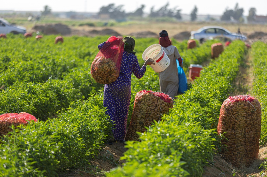 مزارعون يجمعون محصول الفلفل في بني سويف بتاريخ 13 حزيران/يونيو 2022 (أ ف ب)