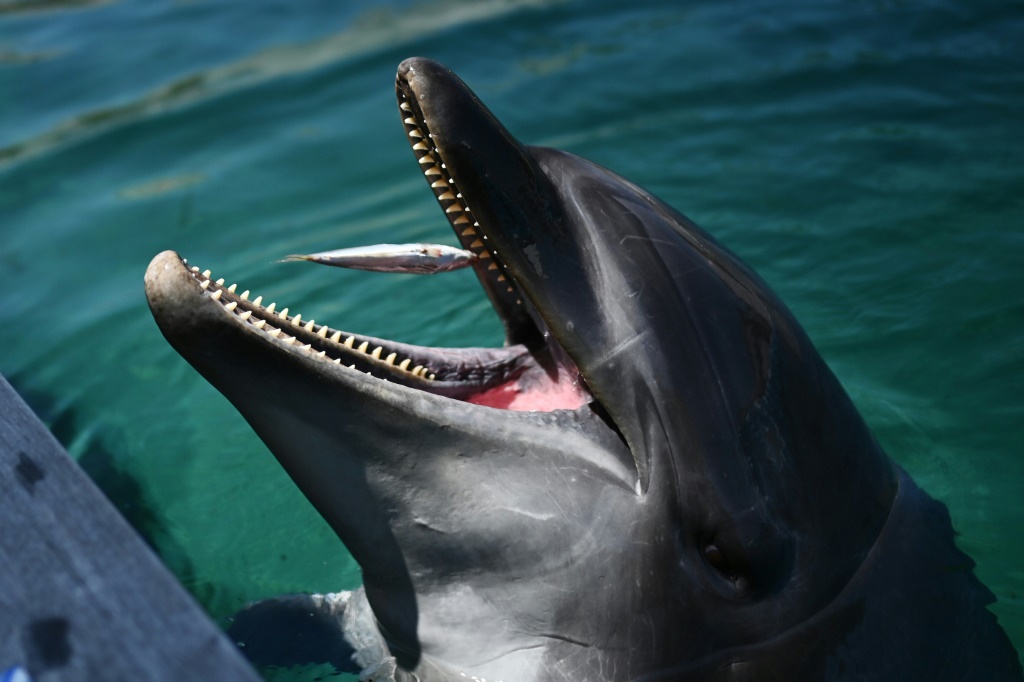 "لا تقترب": حذر رواد الشاطئ الياباني من عض الدلافين(ا ف ب)