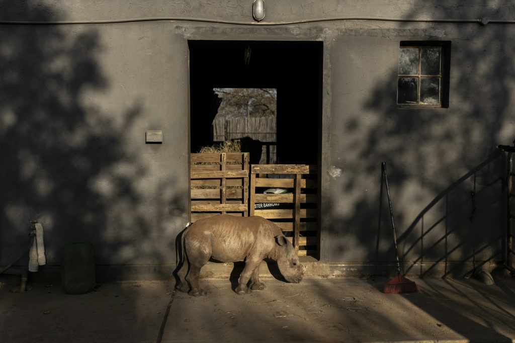 وحيد القرن "بنجامن" في ملجأ لهذه الحيوانات بمقاطعة ليمبوبو في جنوب إفريقيا في 14 تموز/يوليو 2022 (ا ف ب)