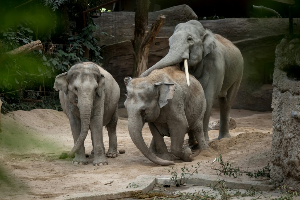 فيلة آسيوية تعيش في حديقة حيوانات بزوريخ السويسرية في 27 تموز/يوليو 2022 (ا ف ب)