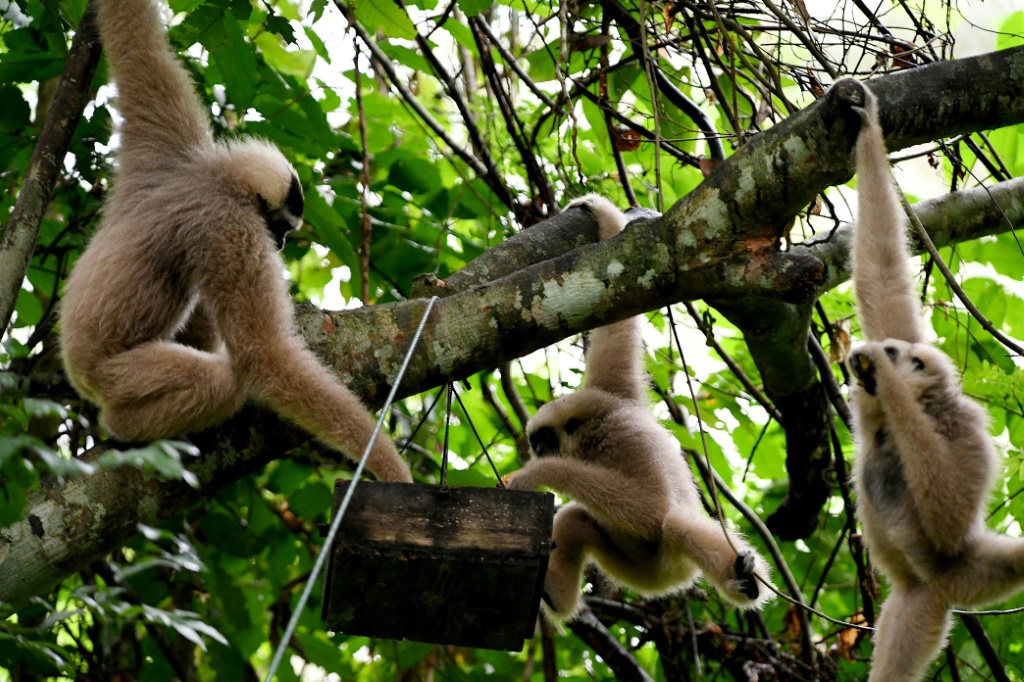 الجيبون واحدة من أكثر عائلات الرئيسيات تهديدا ، في حين يتم إدراج الجيبون المكدس على أنه مهدد بالانقراض (ا ف ب).