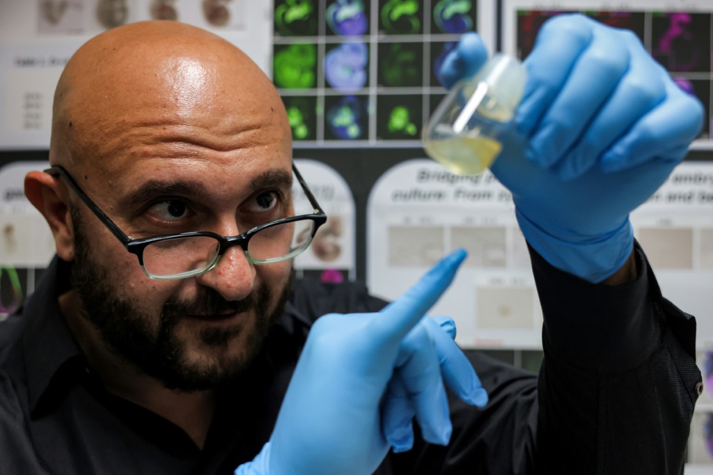 عالم الخلايا الجذعية يعقوب حنا من معهد وايزمان للعلوم في إسرائيل يحمل "أجنة اصطناعية" للفئران تزرع في مختبر ( ا ف ب)