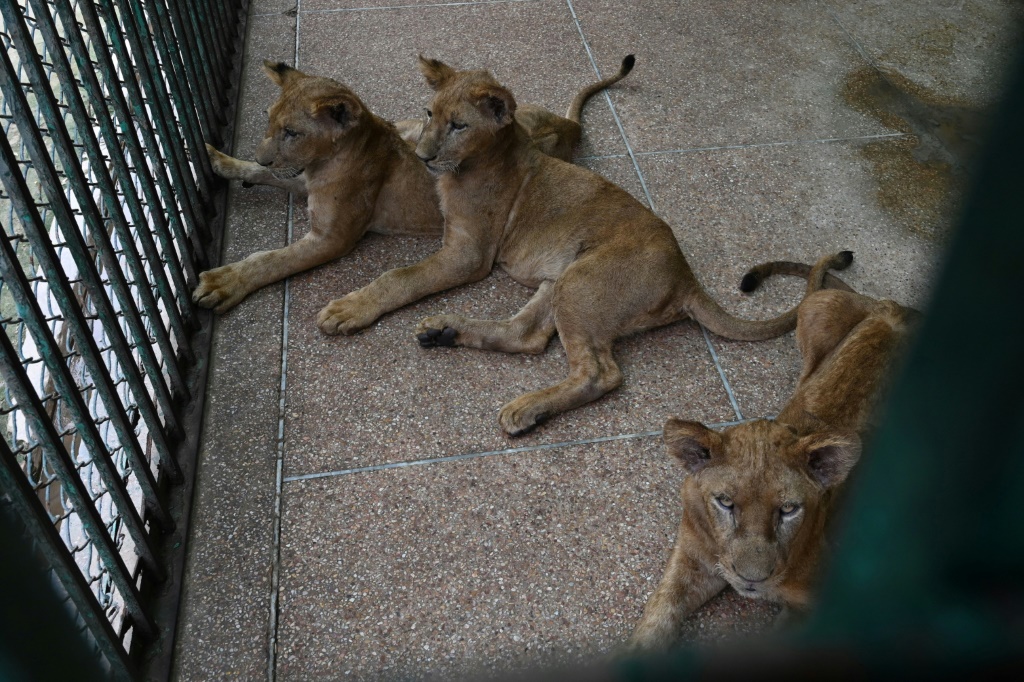 أسدان في حديقة حيوانات لاهور الباكستانية في 3 آب/أغسطس 2022 (أ ف ب)
