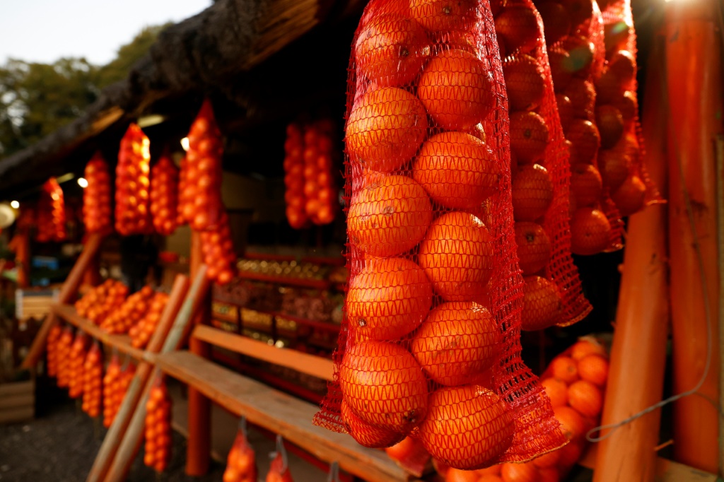    أكياس من البرتقال معروضة للبيع في مبومبيلا بجنوب إفريقيا في 6 آب/أغسطس 2022 (أ ف ب)