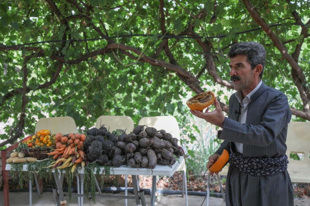 الفلاح آزاد محمد يشير في 6 تموز/يوليو 2022 إلى خضر يزرعها في مزرعته القريبة من مدينة حلبجة بإقليم كردستان في شمال العراق (اف ب)